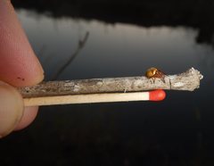 Araneus cyrtarachnoides