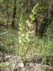 Cephalanthera epipactoides