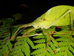 Mastighaphoides haffneri