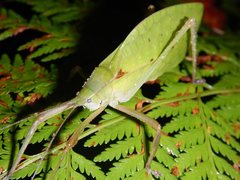 Mastighaphoides haffneri