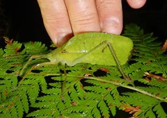 Mastighaphoides haffneri
