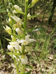 Cephalanthera epipactoides