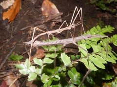 Pachymorpha
