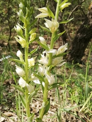 Cephalanthera epipactoides