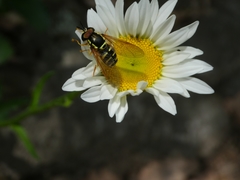 Chrysotoxum elegans