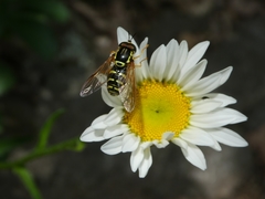 Chrysotoxum elegans