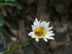 Chrysotoxum elegans