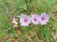 Geranium tuberosum