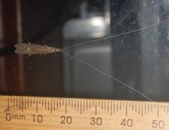 Triplectidinae