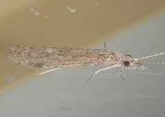 Triplectidinae