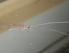 Triplectidinae