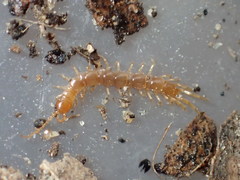 Abatobius