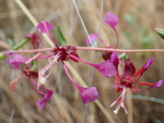 Clarkia exilis