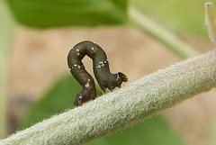 Pholodes sinistraria