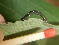 Pholodes sinistraria