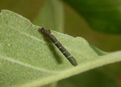 Pholodes sinistraria