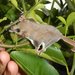 Feather-tailed Glider - Photo (c) donnamareetomkinson, some rights reserved (CC BY-NC-SA), uploaded by donnamareetomkinson