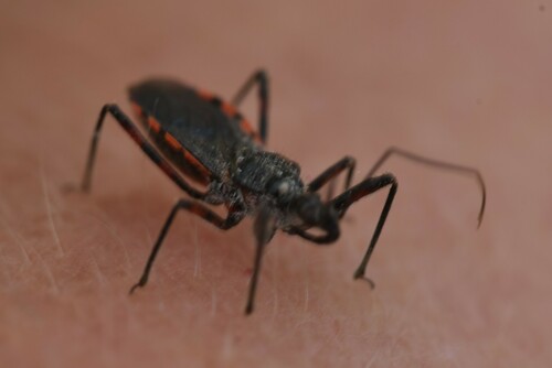 Sphedanolestes sanguineus