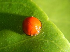 Chilocorus circumdatus