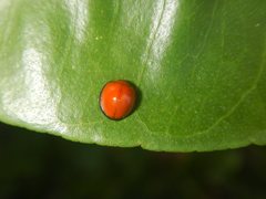 Chilocorus circumdatus