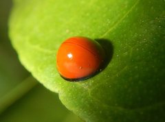 Chilocorus circumdatus