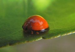 Chilocorus circumdatus