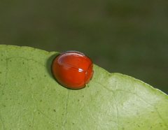 Chilocorus circumdatus