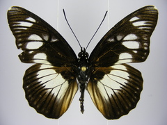 Pseudacraea lucretia protracta