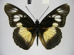 Pseudacraea lucretia protracta