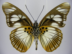 Pseudacraea lucretia protracta