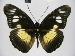 Pseudacraea lucretia protracta