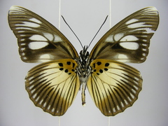 Pseudacraea lucretia protracta