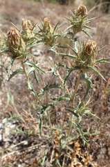 Carduncellus hispanicus