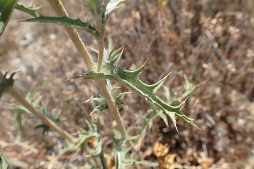 Carduncellus hispanicus, photograph 1