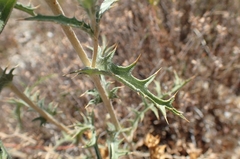 Carduncellus hispanicus, photograph Jorge Íñiguez, CC BY, iNaturalist via GBIF