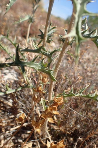 Carduncellus hispanicus, photograph 2