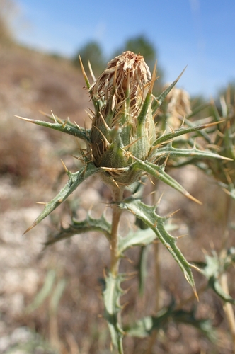 Carduncellus hispanicus, photograph 3