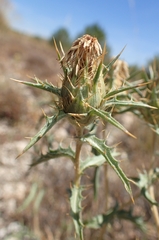 Carduncellus hispanicus, photograph Jorge Íñiguez, CC BY, iNaturalist via GBIF
