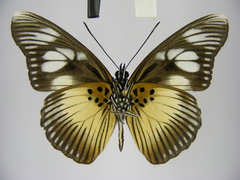 Pseudacraea lucretia protracta