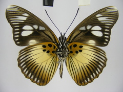 Pseudacraea lucretia protracta