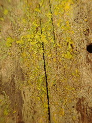 Chrysothrix granulosa