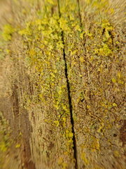 Chrysothrix granulosa