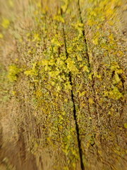 Chrysothrix granulosa