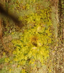 Chrysothrix granulosa