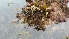 Sargassum muticum