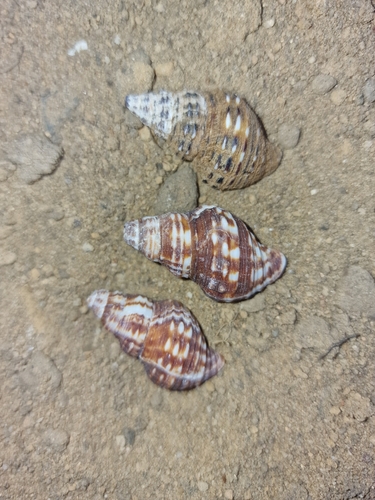 Cantharus elegans, 2024-04-25