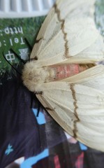 Lymantria xylina