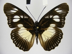 Pseudacraea lucretia protracta
