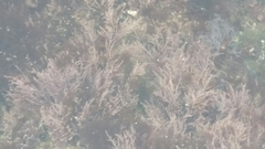 Lithothrix aspergillum
