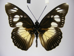 Pseudacraea lucretia